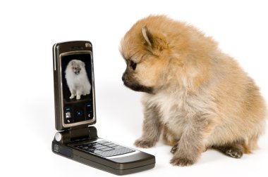 The puppy with a mobile phone clipart