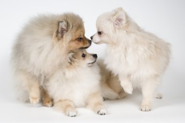 üç yavru spitz-köpek Studio