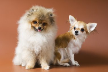 Puppy chihuahua and spitz-dog in studio clipart