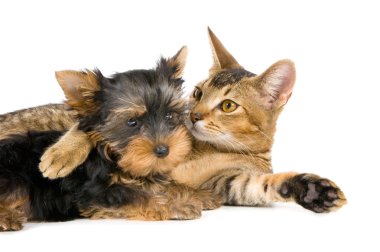 Puppy and cat in studio clipart