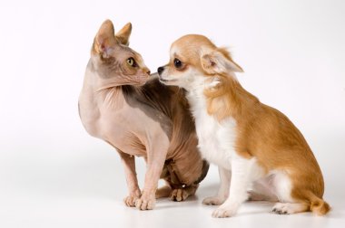 Cat and chihuahua in studio clipart