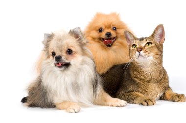 Two spitz-dogs and cat clipart