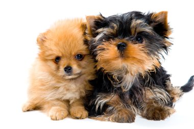 Puppies in studio clipart