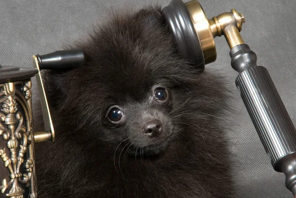 Štěně špic-pes s telefonem — Stock fotografie