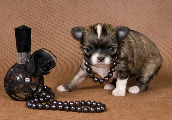 Puppy chihuahua with a necklace — Stock Photo, Image