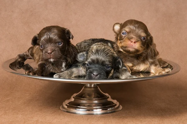 Três cachorros de um cão de colo — Fotografia de Stock