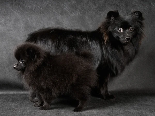 Spitz-hond en puppy — Stockfoto