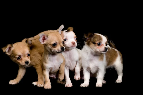 Filhotes de cachorro chihuahua — Fotografia de Stock