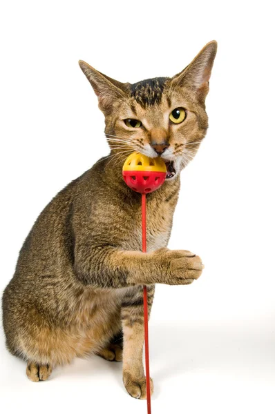 แมวในสตูดิโอ — ภาพถ่ายสต็อก