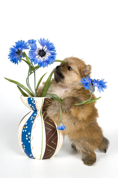 Kiskutya, egy váza — Stock Fotó