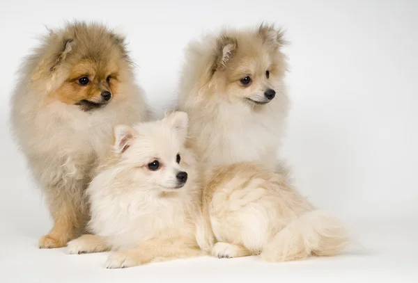 Three puppies of the spitz-dog in studio — Stock Photo, Image