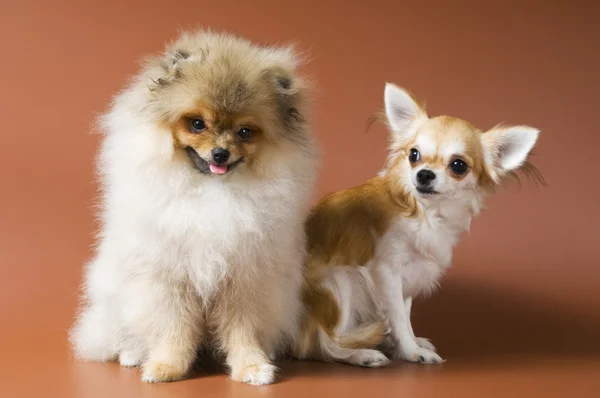 Chihuahua filhote de cachorro e spitz-dog em estúdio — Fotografia de Stock