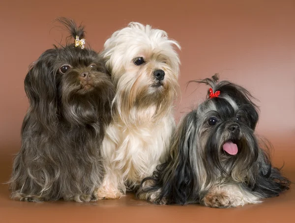 Schoot-honden in studio — Stockfoto