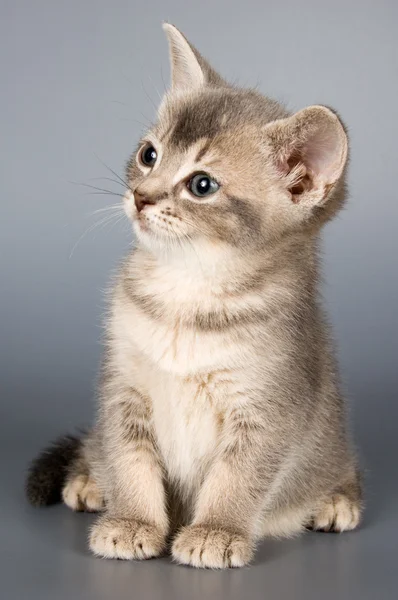 Gattino di razza abissina in studio — Foto Stock