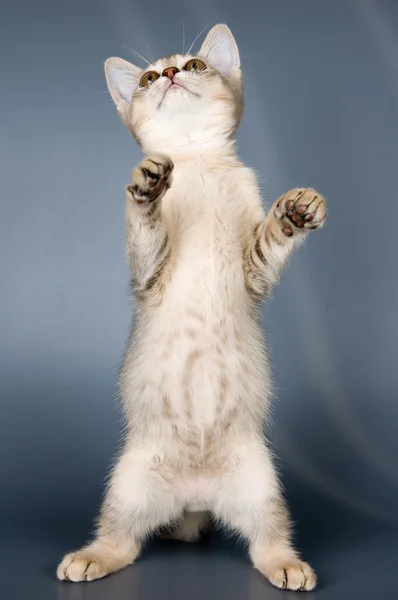 stock image Kitten of Abyssinian breed in studio