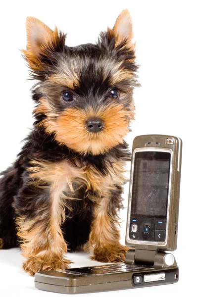 Bir cep telefonu ile köpek yavrusu — Stok fotoğraf