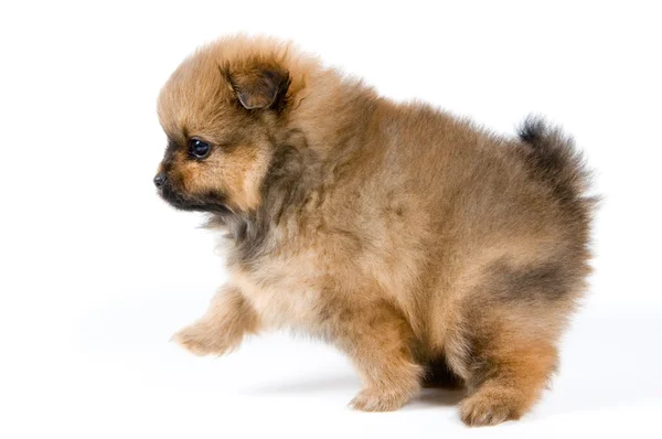 Puppy van de spitz-hond — Stockfoto