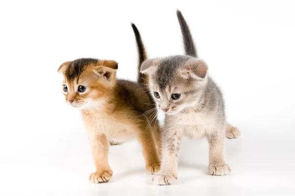 Kittens in studio — Stock Photo, Image