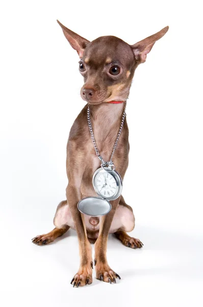 Puppy of toy-terrier in studio — Stock Photo, Image