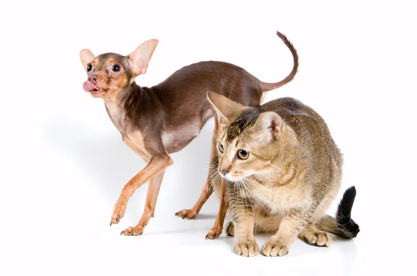 Кошка и щенок в студии — стоковое фото