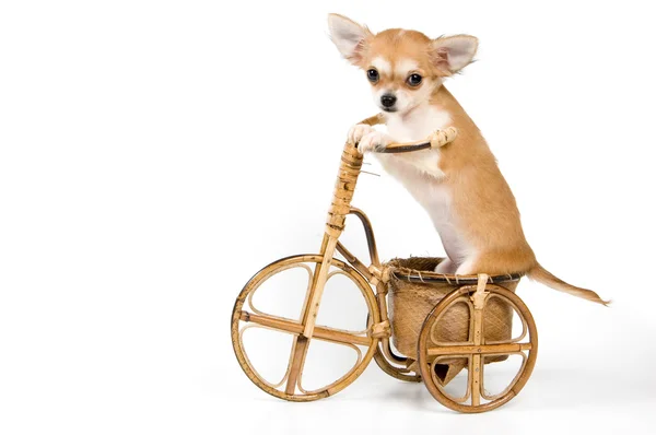 Puppy of the chihuahua on a bicycle — Stock Photo, Image