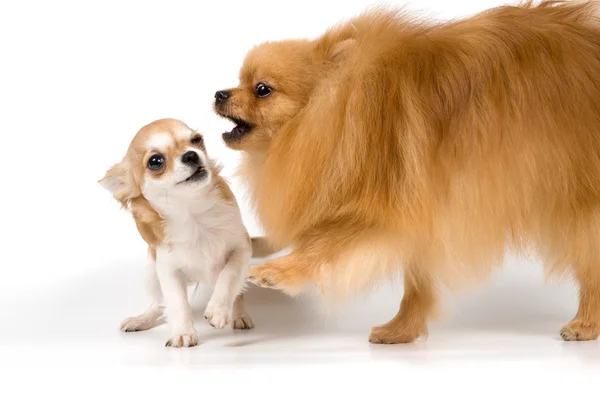 Цуценята шпіца-собаки і чіхуахуа — стокове фото