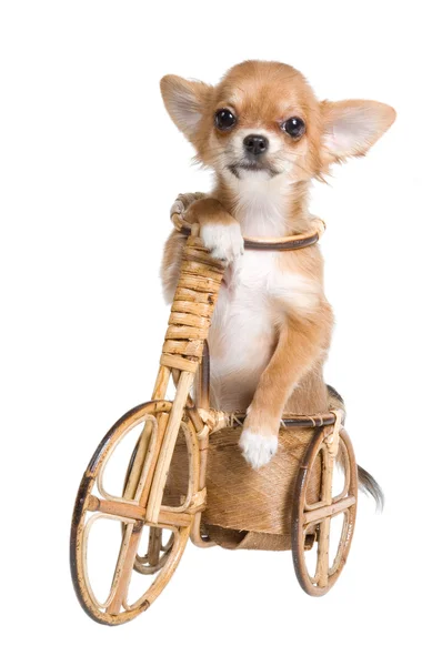 Filhote de cachorro do chihuahua em uma bicicleta — Fotografia de Stock