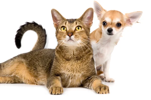 Bir kedi ile köpek yavrusu — Stok fotoğraf