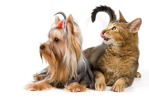 Puppy en kitten — Stockfoto