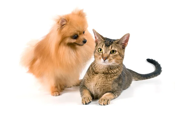 Spitz-dog and cat in studio — Stock Photo, Image