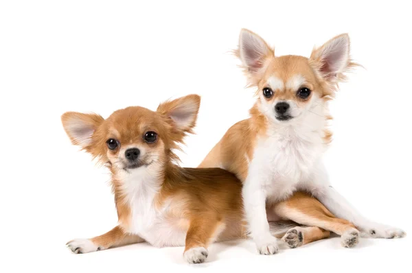 Chihuahua puppies — Stockfoto