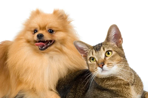 Spitz-hund och katt — Stockfoto