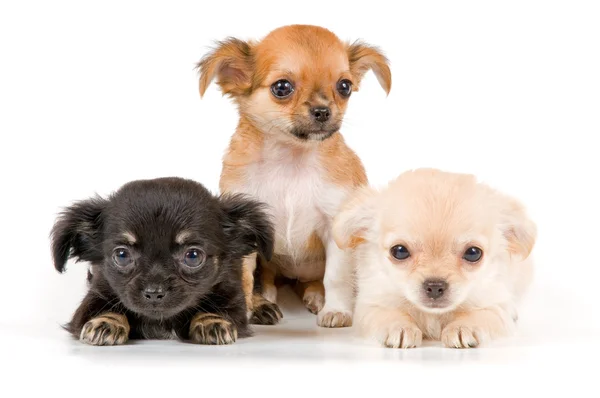 Puppies chihuahua in studio — Stock Photo, Image