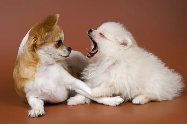 Chihuahua puppies en spitz — Stockfoto