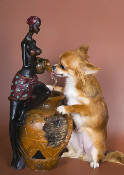 stock image Puppy satisfies thirst