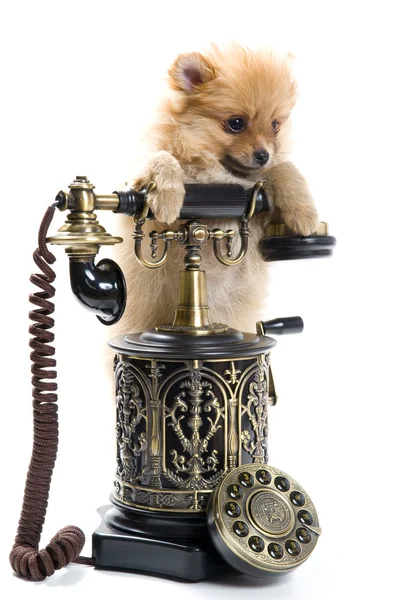 telefon bir spitz-köpek yavrusu