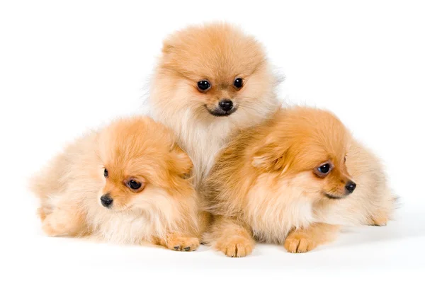 Trzy szczeniaki Spitz-doga. — Zdjęcie stockowe