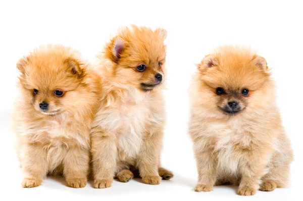 Drie puppies van de spitz-dog — Stockfoto