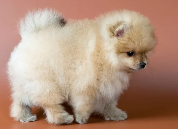 斯皮茨-狗的小狗 — 图库照片