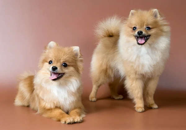 Дві шпіц-собаки в студії — стокове фото