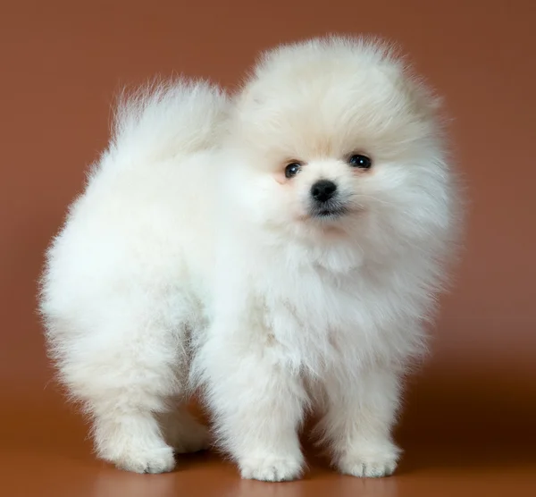 Puppy of a spitz-dog in studio on a neut — Stock Photo, Image