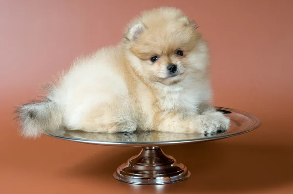 Puppy of a spitz-dog in studio — Stock Photo, Image