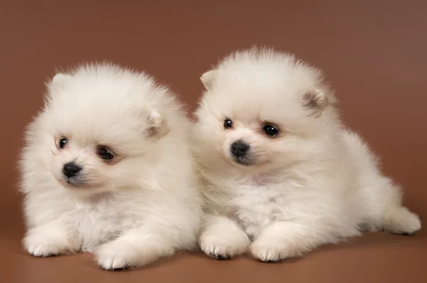 두 마리의 강아지가 스 피 츠 강아지 스톡 사진