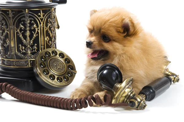 휴대 전화와 함께 스 피 츠 강아지의 강아지 로열티 프리 스톡 이미지