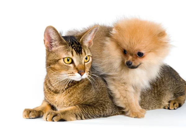 小狗和猫在工作室 免版税图库照片