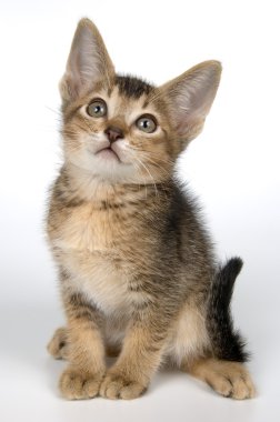 Studio yavru kedi