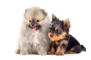 Two puppies clipart