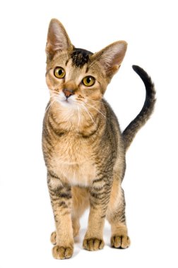 Studio yavru kedi