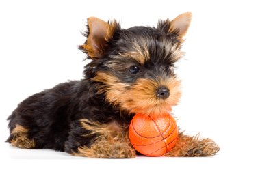 Puppy of the terrier clipart