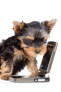 bir cep telefonu ile köpek yavrusu